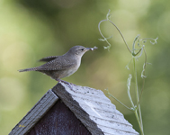 House Wren 9114